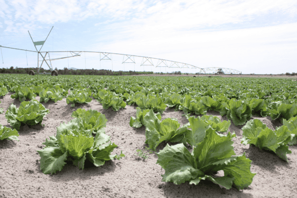 Watering Cabbage Field